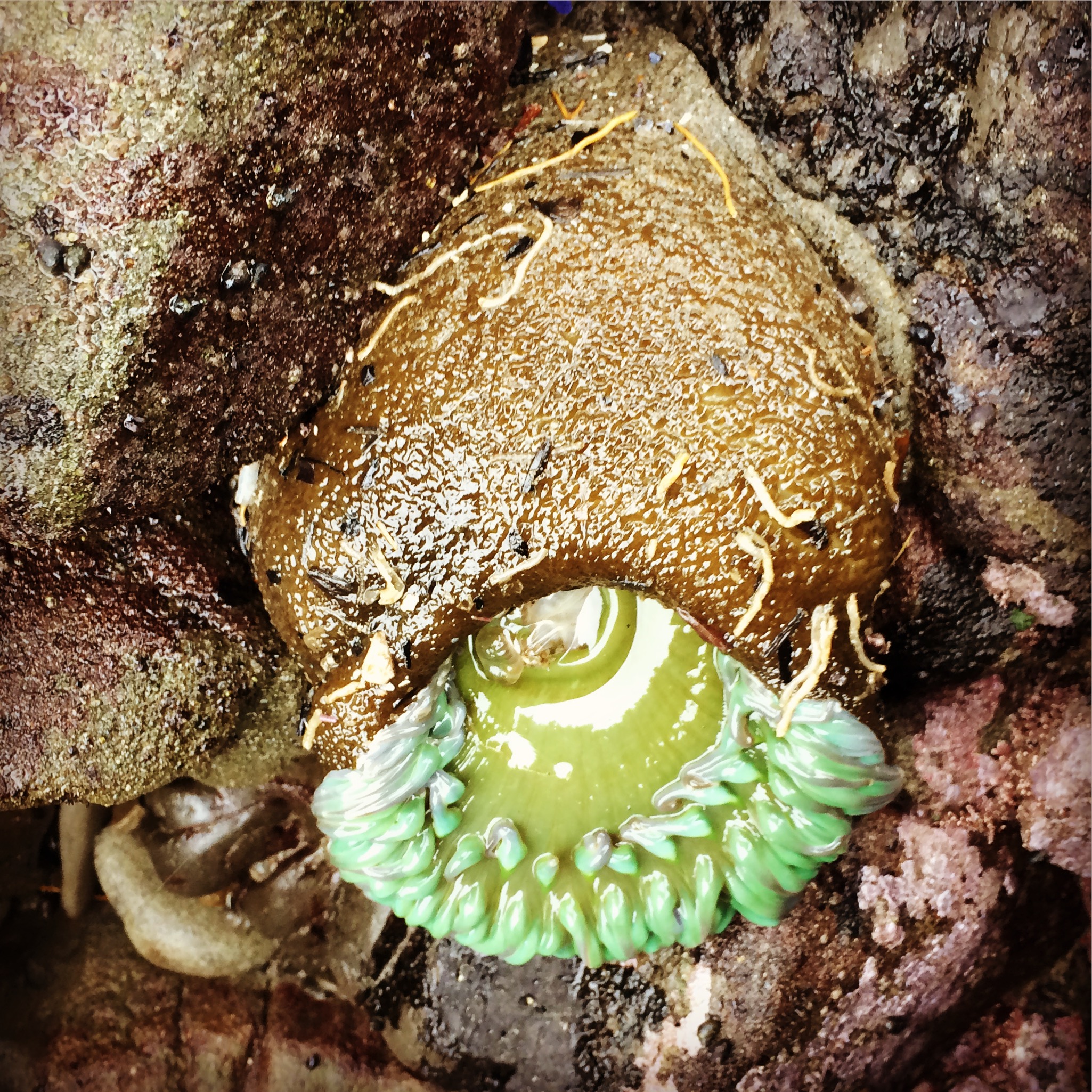 https://items.ssrc.org/wp-content/uploads/2021/03/SeaAnenome_Brazier.jpg